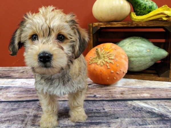 Yorkie Chon DOG Female Biege 398 Petland Nashville, Tennessee