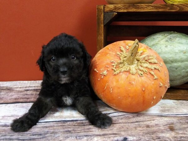 Aussie Poo DOG Female BROWN WH 407 Petland Nashville, Tennessee