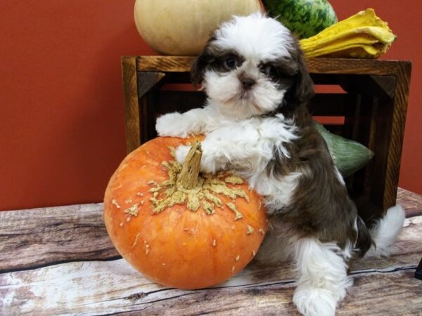 Shih Tzu DOG Male Brown / White 396 Petland Nashville, Tennessee