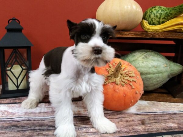 Miniature Schnauzer-DOG-Female-Liver / White-395-Petland Nashville, Tennessee