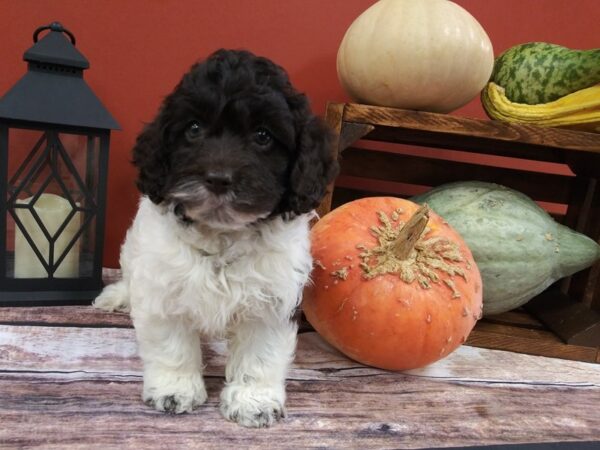 Cockadoodle-DOG-Female-Black / White-399-Petland Nashville, Tennessee