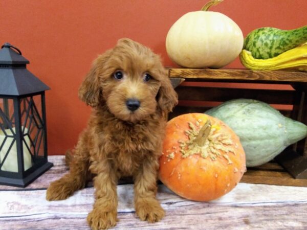 Mini Goldendoodle DOG Male Red 393 Petland Nashville, Tennessee