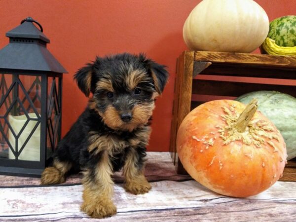 Yorkshire Terrier-DOG-Female-Black / Tan-394-Petland Nashville, Tennessee