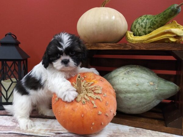Shih Tzu DOG Female Black / White 397 Petland Nashville, Tennessee