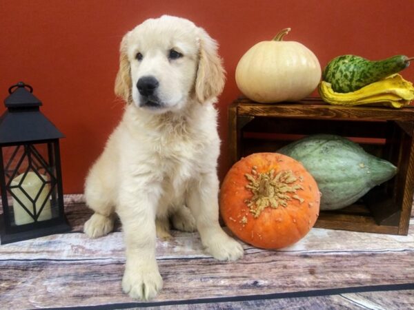 Golden Retriever DOG Male Golden 391 Petland Nashville, Tennessee