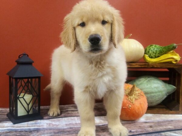 Golden Retriever-DOG-Male-Golden-392-Petland Nashville, Tennessee