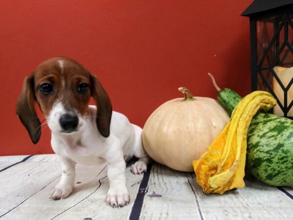 Dachshund DOG Male Red 411 Petland Nashville, Tennessee