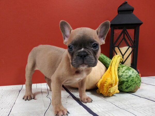 French Bulldog DOG Female Blue Fawn 413 Petland Nashville, Tennessee