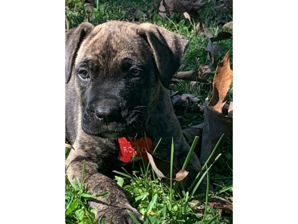 German Shepherd/Cane Corso DOG Male Brindle 416 Petland Nashville, Tennessee