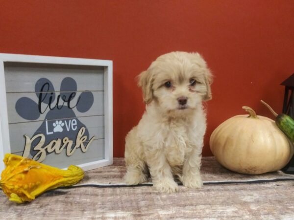 Cockapoo-DOG-Female-Tan-414-Petland Nashville, Tennessee