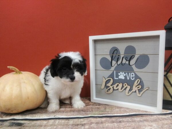 Chi Poo DOG Male BLK WHITE 425 Petland Nashville, Tennessee