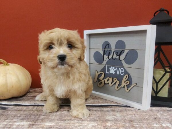 Cava Chon-DOG-Male-RUBY-424-Petland Nashville, Tennessee