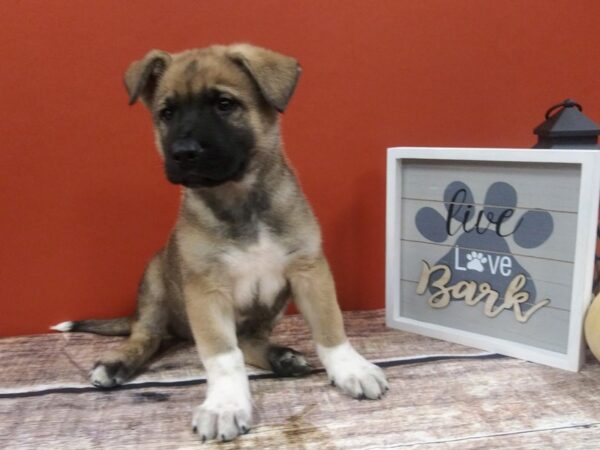 Akita Shepherd-DOG-Male-Chocolate-418-Petland Nashville, Tennessee