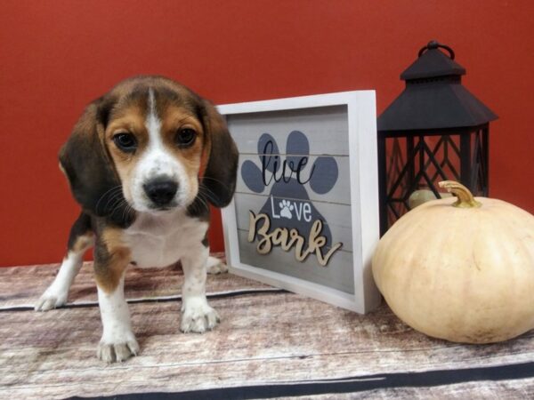 Beagle-DOG-Male-Black White / Tan-419-Petland Nashville, Tennessee