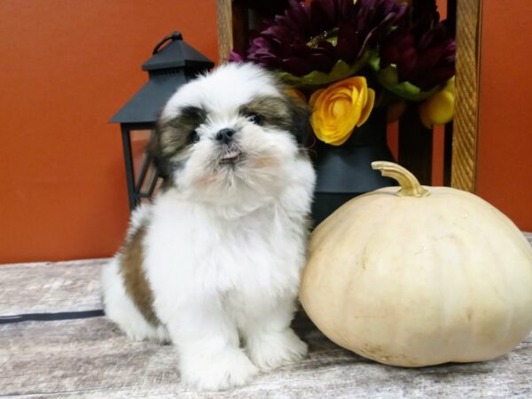 Shih Tzu DOG Male red - white 430 Petland Nashville, Tennessee