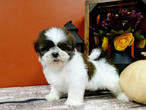 Shih Tzu-DOG-Male-brindle white-429-Petland Nashville, Tennessee