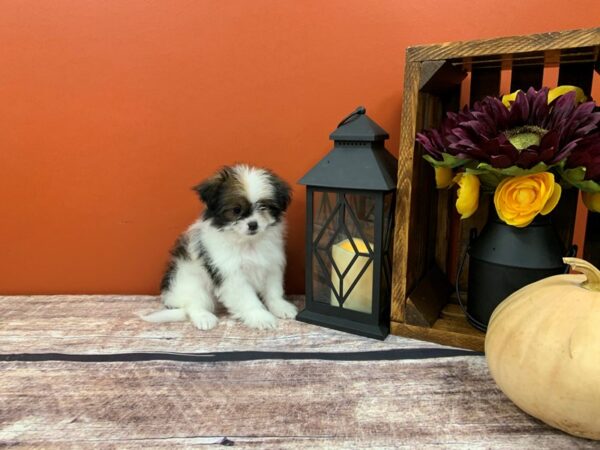 Pomeranian/Shih Tzu DOG Male Gold / White 433 Petland Nashville, Tennessee