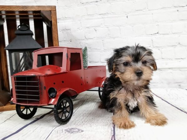 Yorkshire Terrier-DOG-Male-Black / Tan-440-Petland Nashville, Tennessee