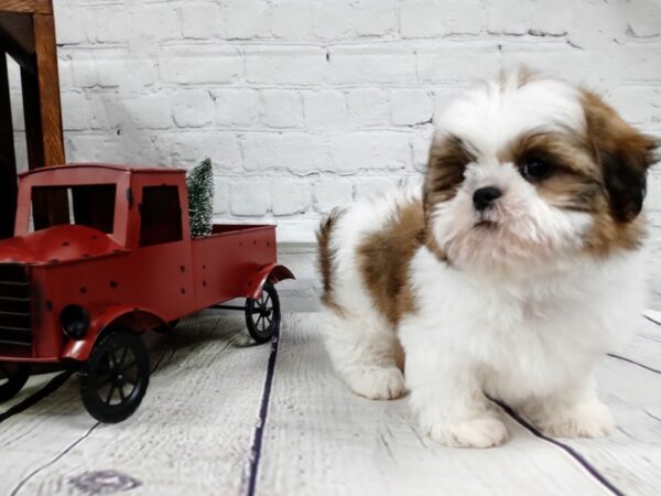 Shih Tzu-DOG-Male-White / Gold-439-Petland Nashville, Tennessee