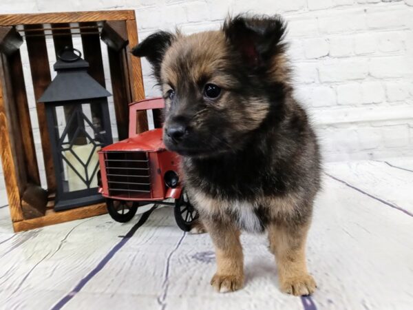Poshie-DOG-Male-Sable-436-Petland Nashville, Tennessee