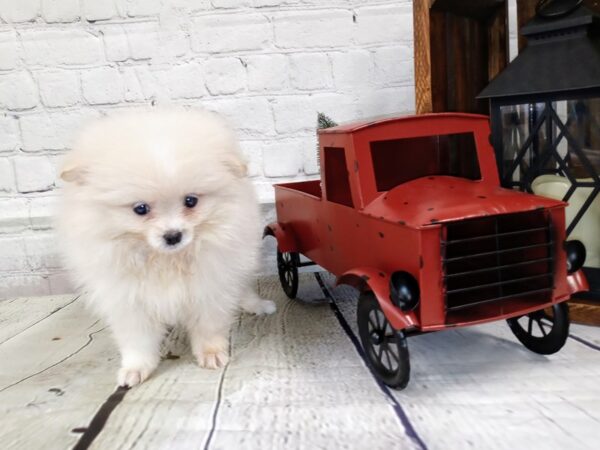 Pomeranian DOG Female cream 434 Petland Nashville, Tennessee