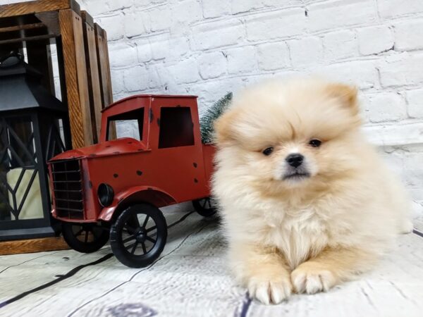 Pomeranian DOG Female Cream 435 Petland Nashville, Tennessee