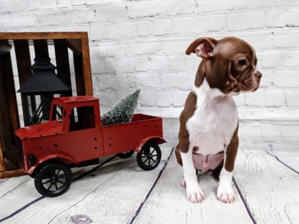 Boston Terrier DOG Male Seal 404 Petland Nashville, Tennessee