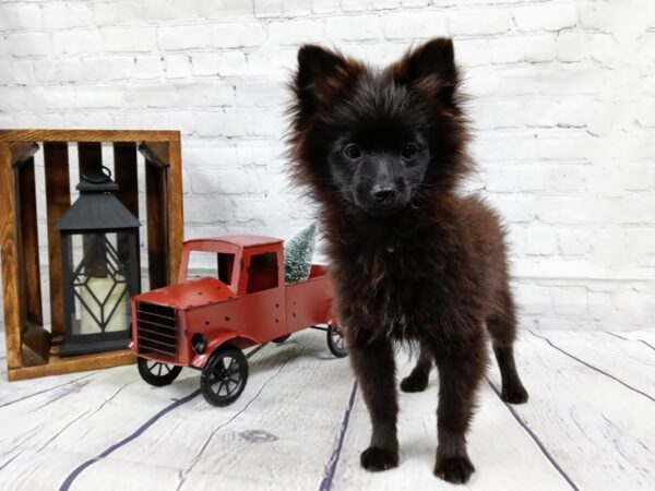 Pomeranian DOG Male Black 368 Petland Nashville, Tennessee