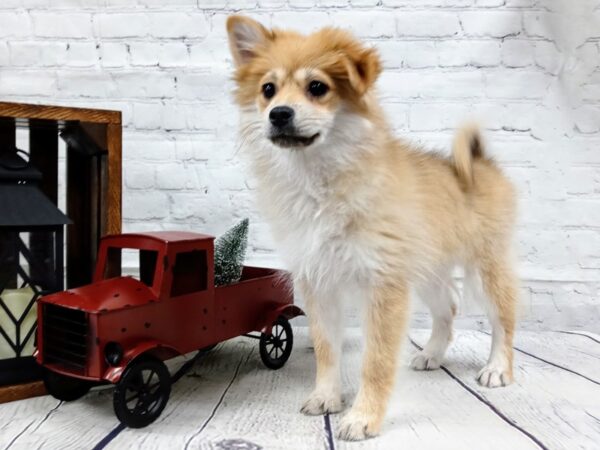Pomeranian DOG Female TAN 369 Petland Nashville, Tennessee