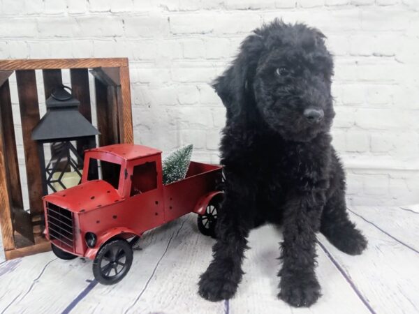 Mini Goldendoodle-DOG-Female-Black-423-Petland Nashville, Tennessee