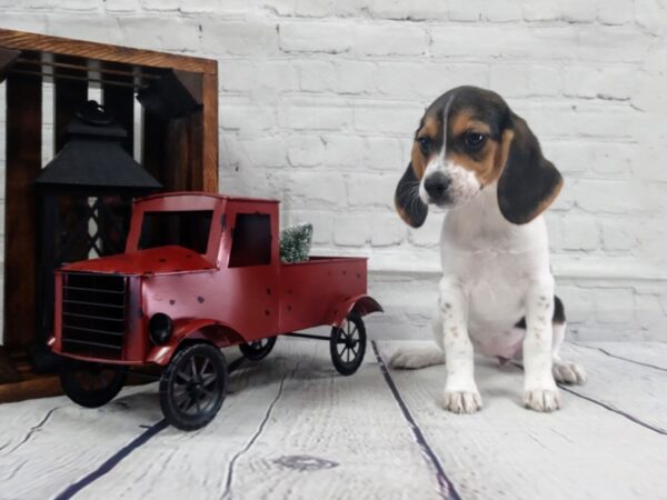 Beagle-DOG-Female-TRI color-415-Petland Nashville, Tennessee