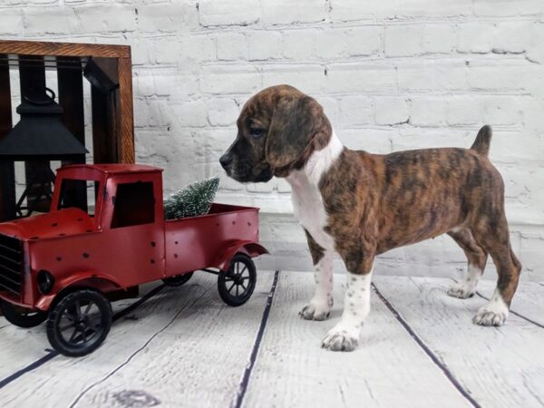 Boglen Terrier-DOG-Female-Brindle-417-Petland Nashville, Tennessee