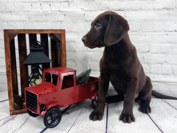 Chocolate Lab DOG Male chocolate 426 Petland Nashville, Tennessee