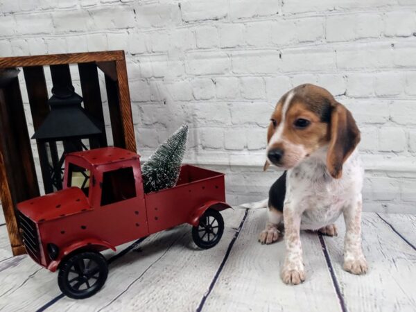 Beagle-DOG-Female-Black / Tan-402-Petland Nashville, Tennessee