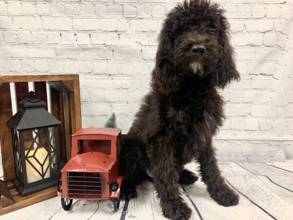 Goldendoodle-DOG-Male-Black White-370-Petland Nashville, Tennessee