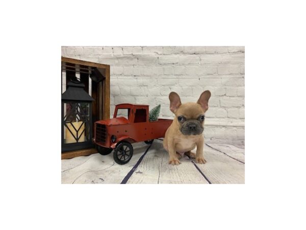 French Bulldog-DOG-Male-Blue Fawn-422-Petland Nashville, Tennessee