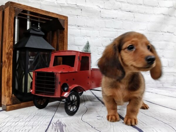 Dachshund DOG Male Red Sable 443 Petland Nashville, Tennessee