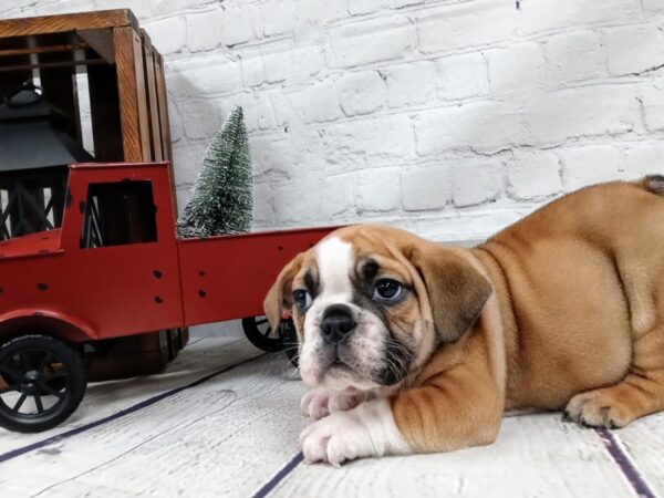 Beabull-DOG-Male-FAWN WH-446-Petland Nashville, Tennessee