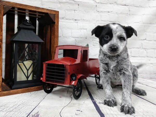 Heeler-DOG-Female-Blue-442-Petland Nashville, Tennessee