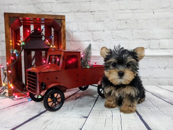 Yorkshire Terrier DOG Male Black / Tan 453 Petland Nashville, Tennessee