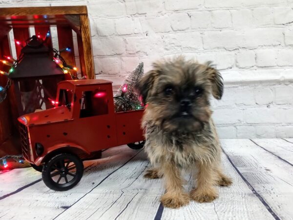 Brussels Griffon-DOG-Male-Belge-454-Petland Nashville, Tennessee