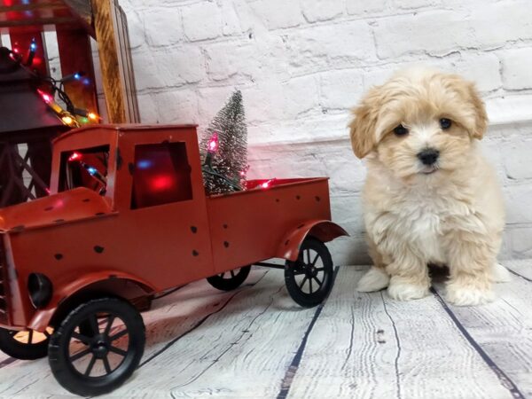 Yorkie Poo DOG Female CREME 458 Petland Nashville, Tennessee