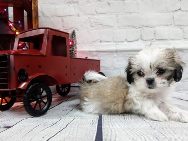 Shih Tzu DOG Female BROWN WHITE 460 Petland Nashville, Tennessee