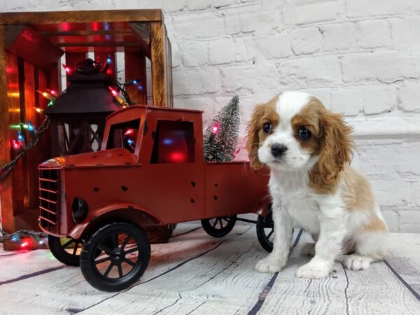 Cavalier King Charles Spaniel-DOG-Female-BLENHEIM-462-Petland Nashville, Tennessee
