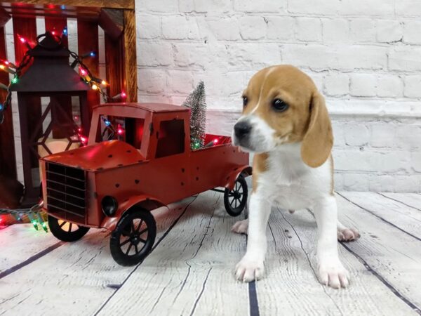Beagle-DOG-Male-tan - white-466-Petland Nashville, Tennessee