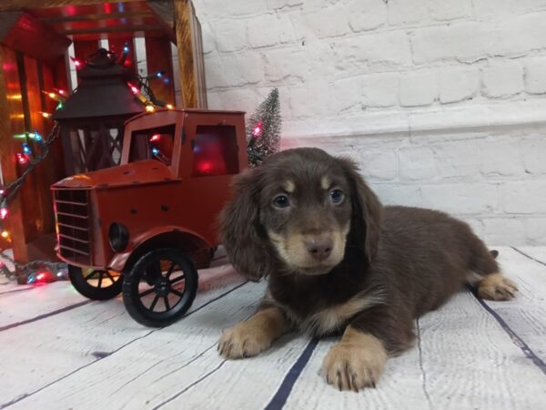 Dachshund-DOG-Male-Chocolate/Tan-465-Petland Nashville, Tennessee