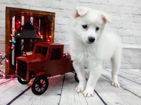 American Eskimo Dog-DOG-Male-White-456-Petland Nashville, Tennessee