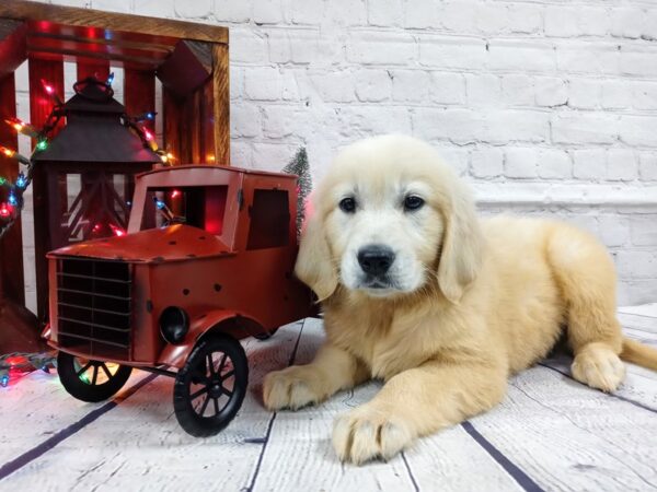 Golden Retriever-DOG-Male-LIGHT GOLDEN-457-Petland Nashville, Tennessee