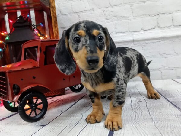 Dachshund DOG Male DAPPLE 463 Petland Nashville, Tennessee