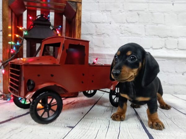 Dachshund DOG Female BLK TAN 464 Petland Nashville, Tennessee